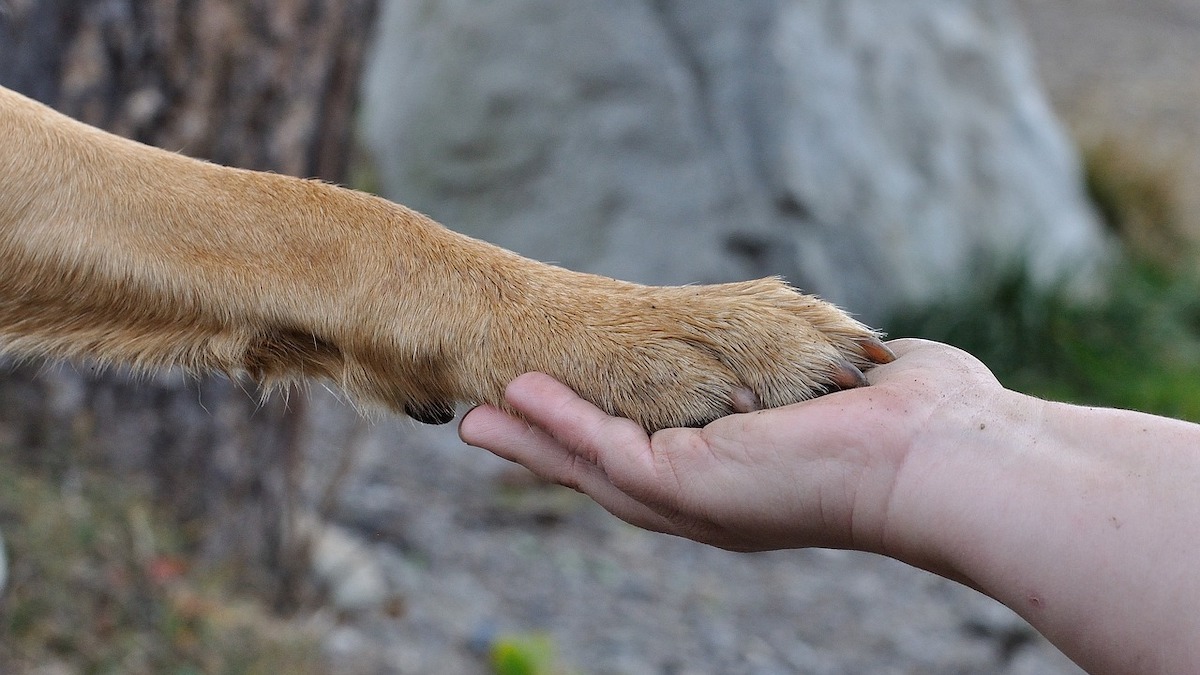 La storia del cagnolone Bolt