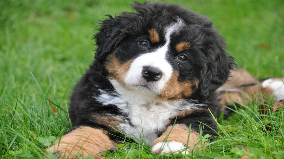 Bovaro del Bernese