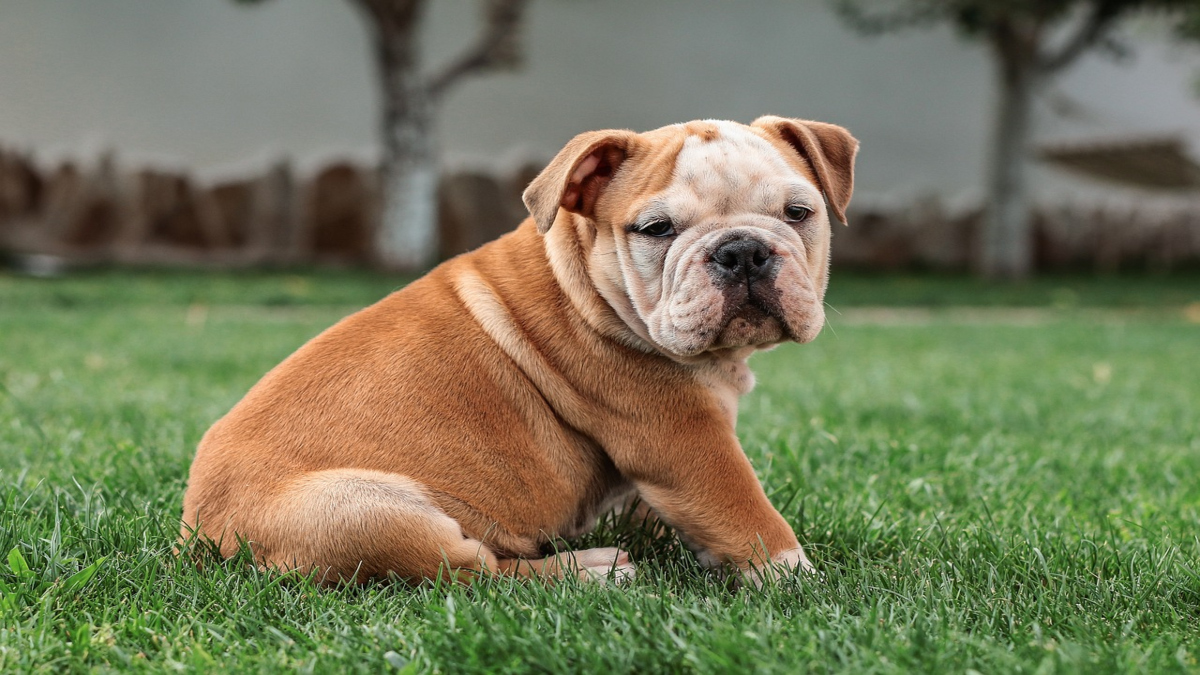 Bulldog inglese