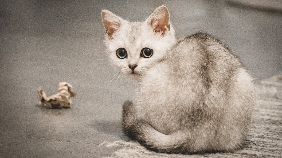 Un gattino Burmilla