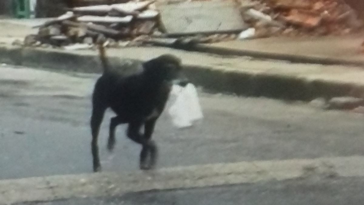 Cagnolino prodigio