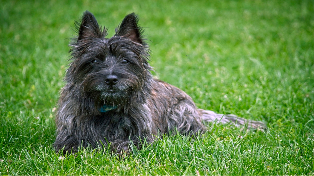 Cairn Terrier