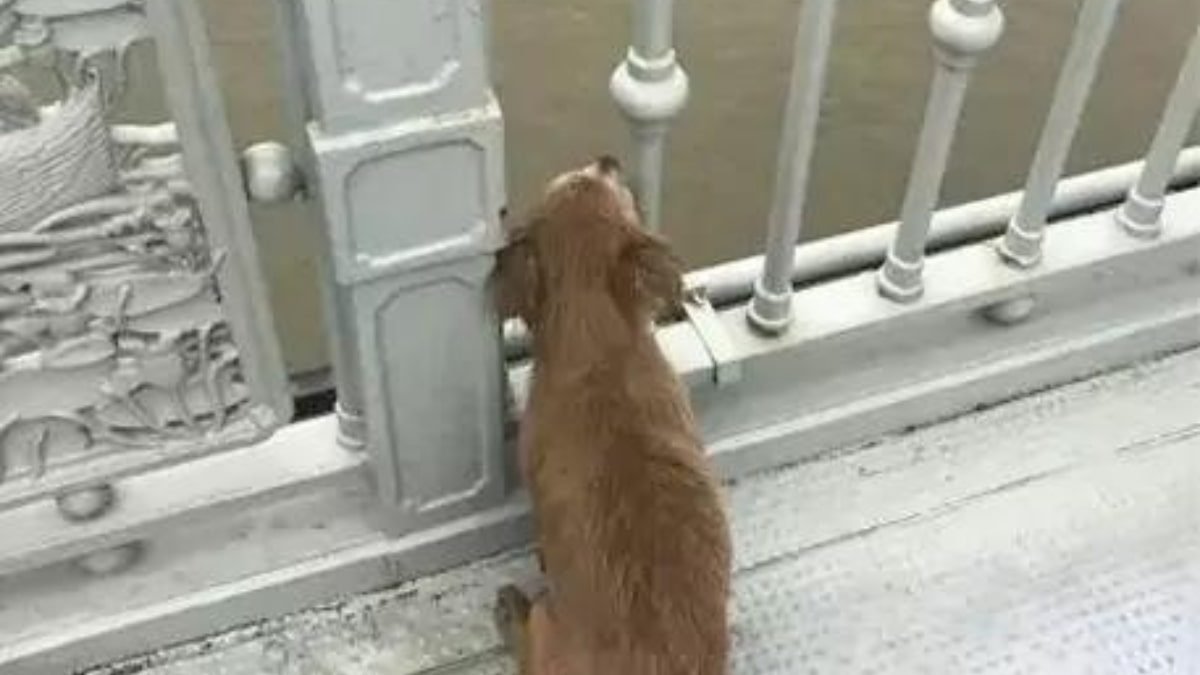 Il cane sul ponte che aspetta il suo padrone