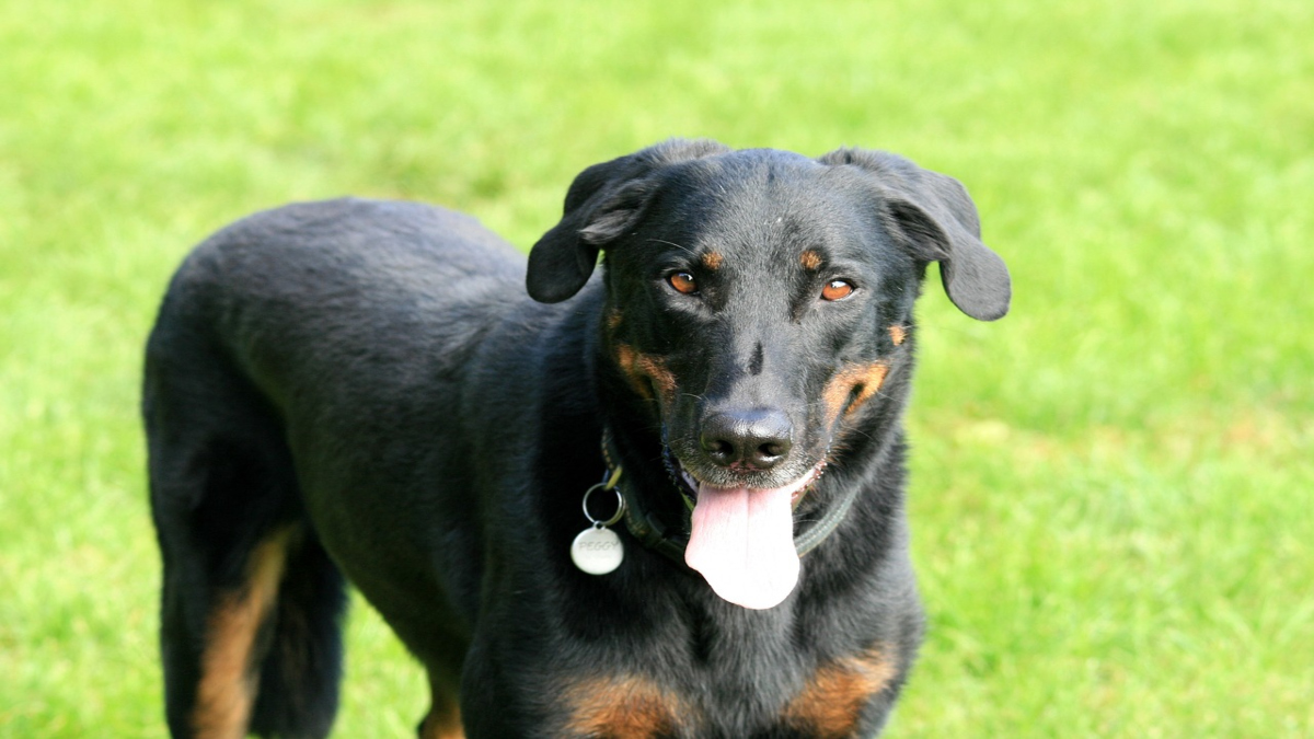 Il cane da pastore di Beauce