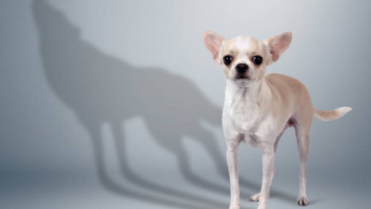 Perché il cane insegue le ombre