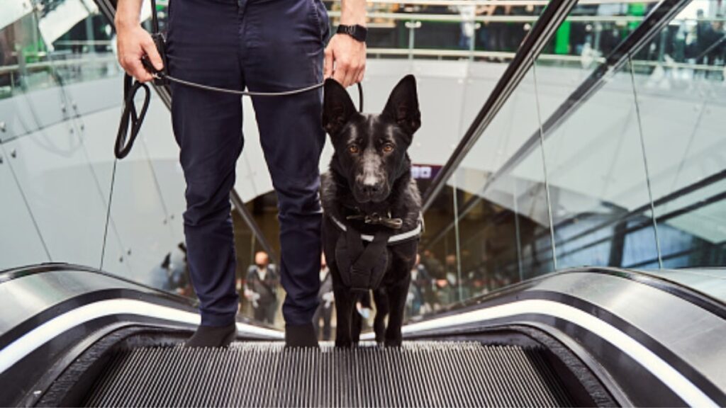 Il cane e le scale mobili