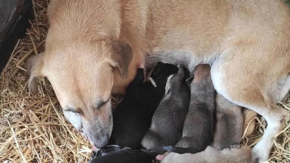 Cagnolina partorisce nel presepe