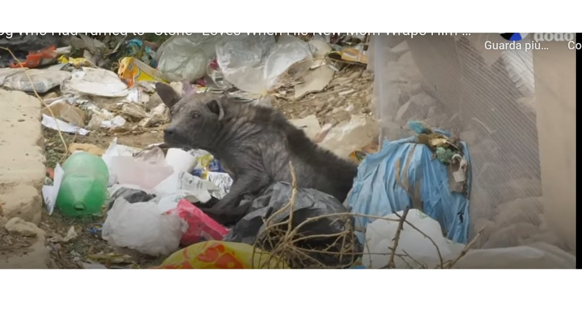 Cane salvato dai soccorritori