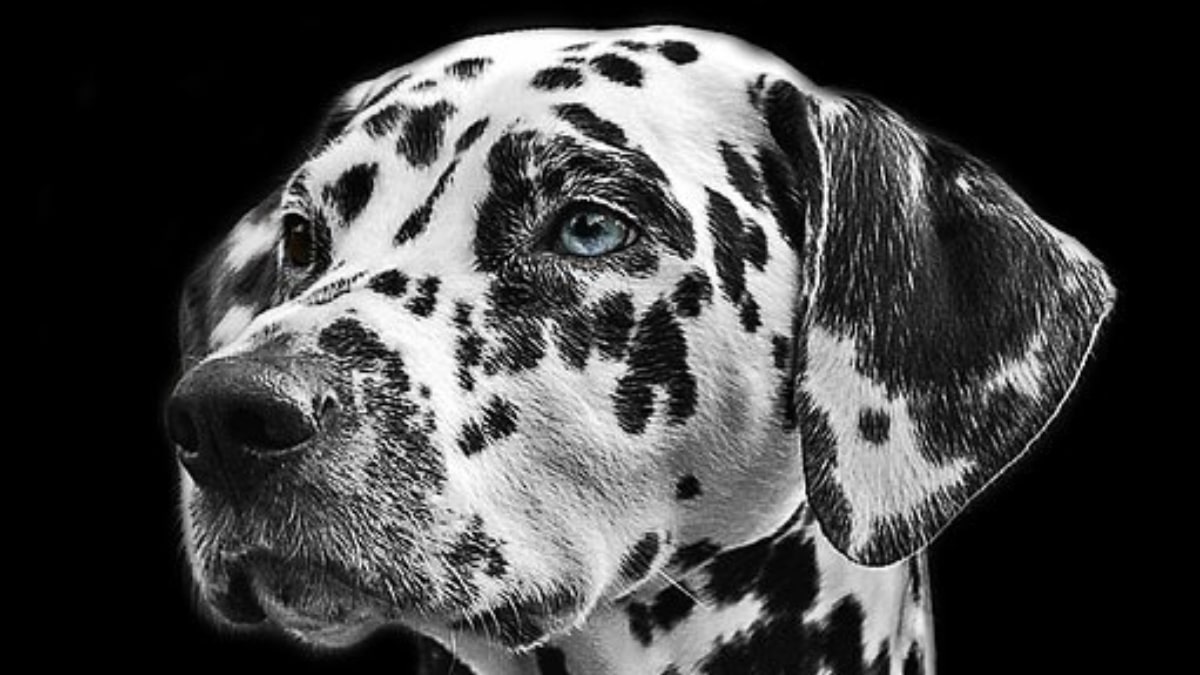 Dalmata salva un agnellino