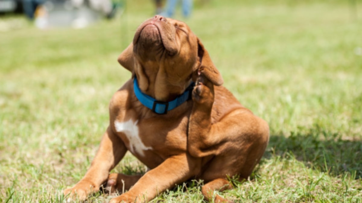 Dermatite nel cane come riconoscerla