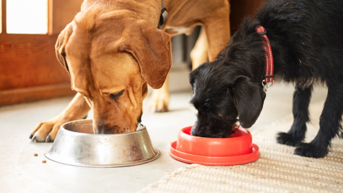 Tempistica digestione cane