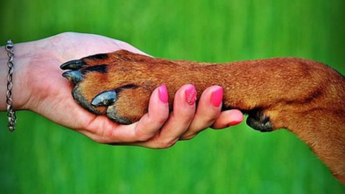 Come insegnare al cane di dare la zampa