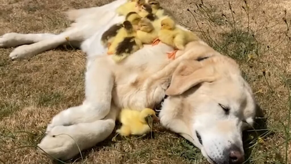 Il cagnolone Fred ha adottato gli anatroccoli