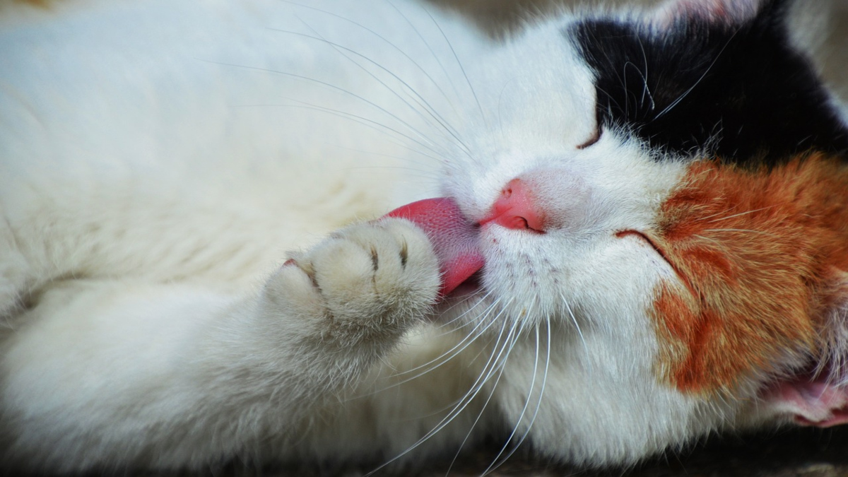 Gatto che si lava