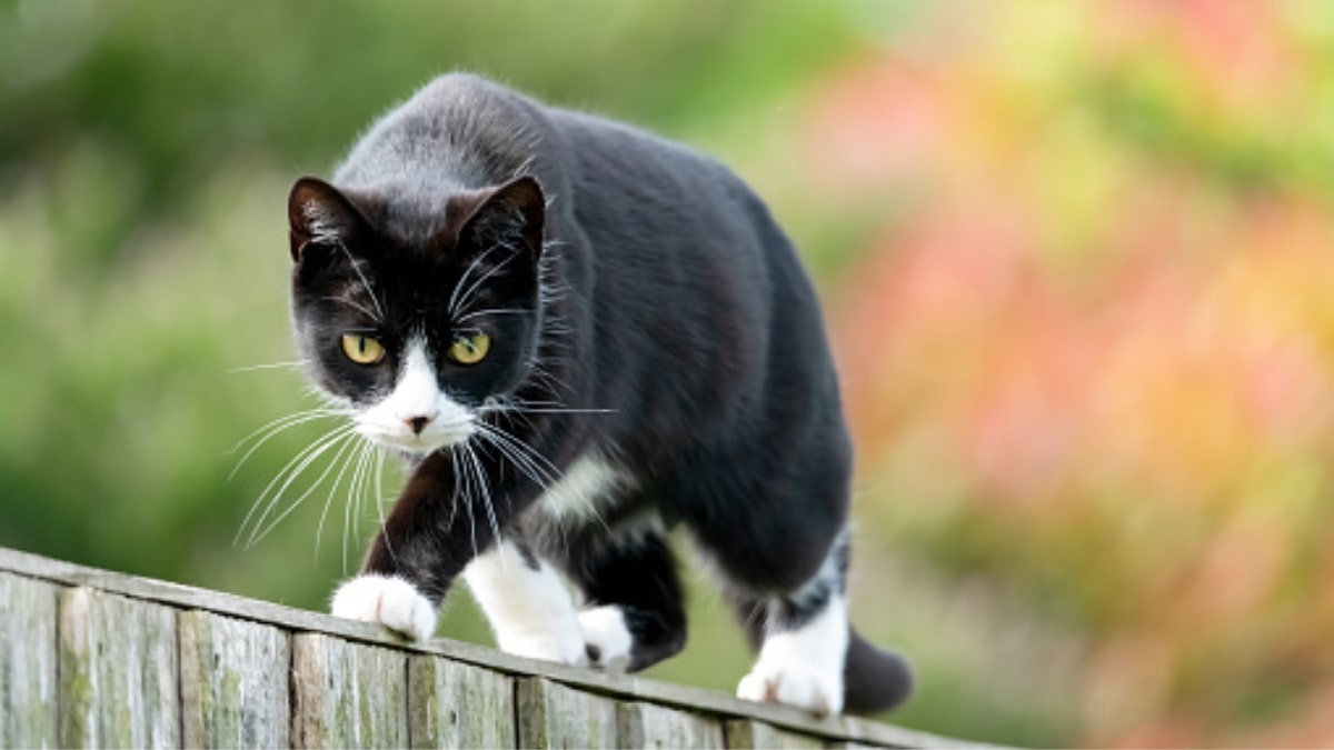 Il gatto e la sua preda