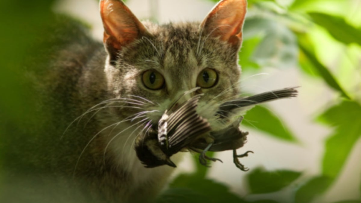 Il gatto e la preda