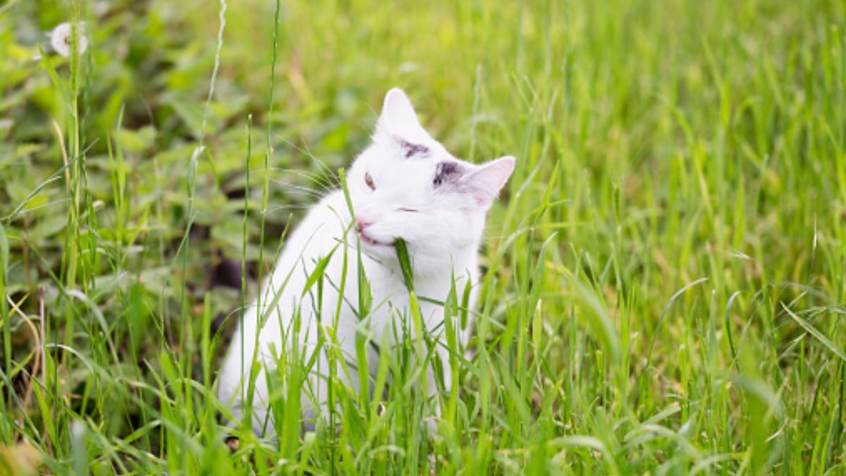 Il gatto mangia l'erba e poi la vomita