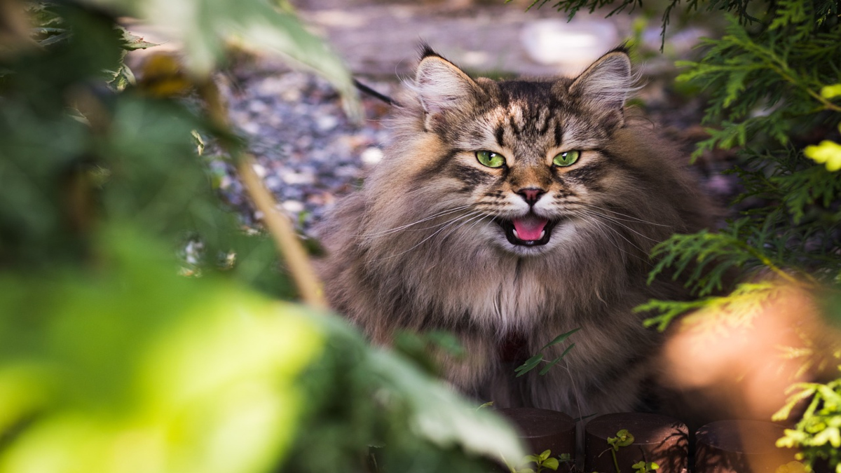 Gatto siberiano