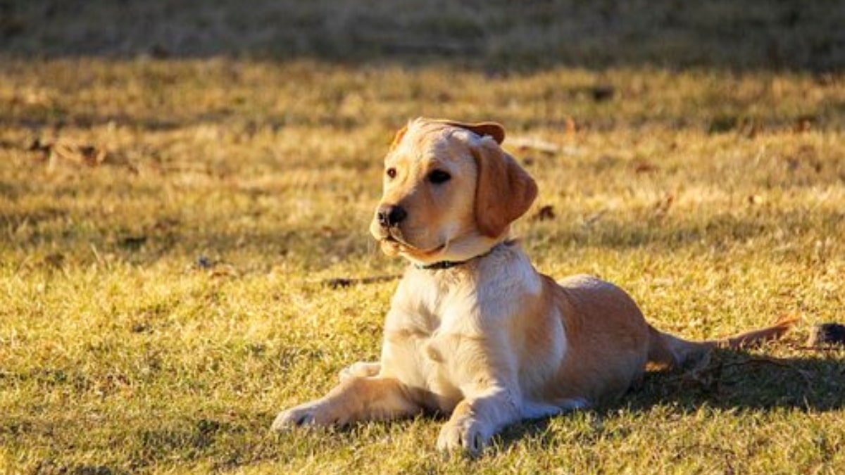 Storia di due Golden Retriever