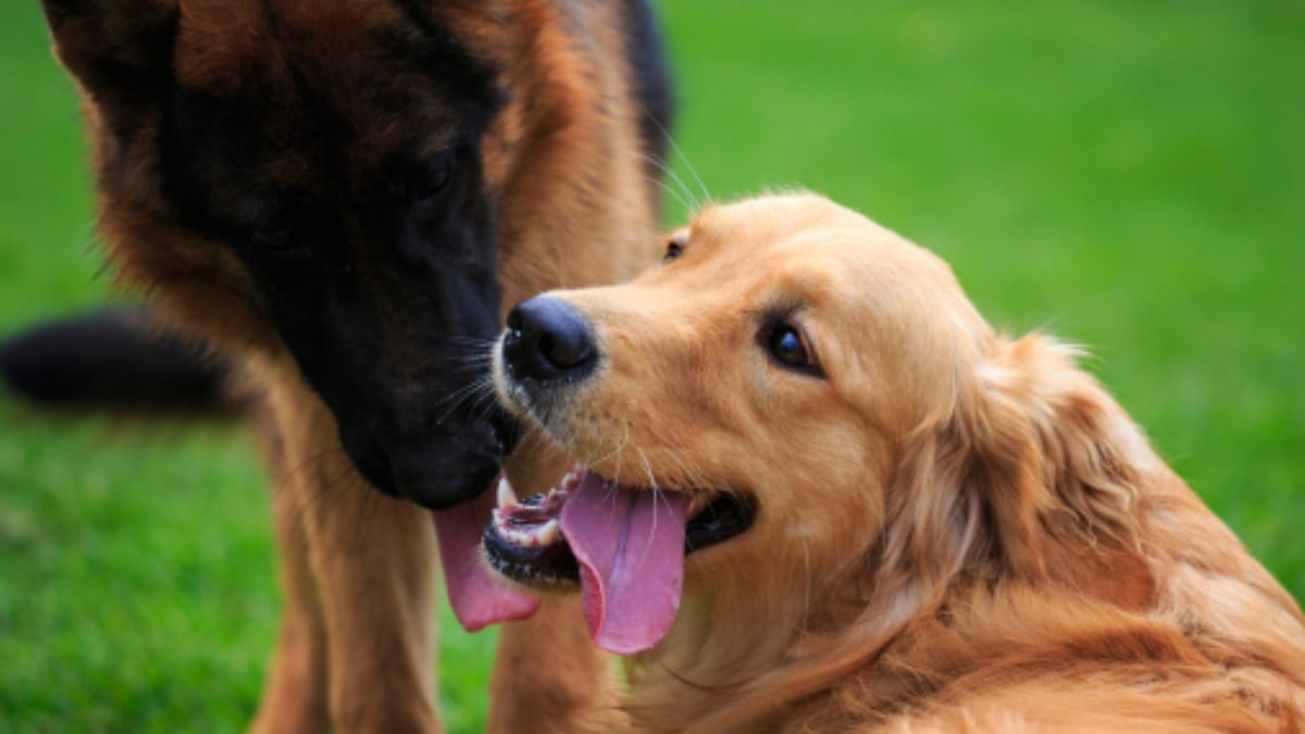 Golden Retriever protegge il suo letto