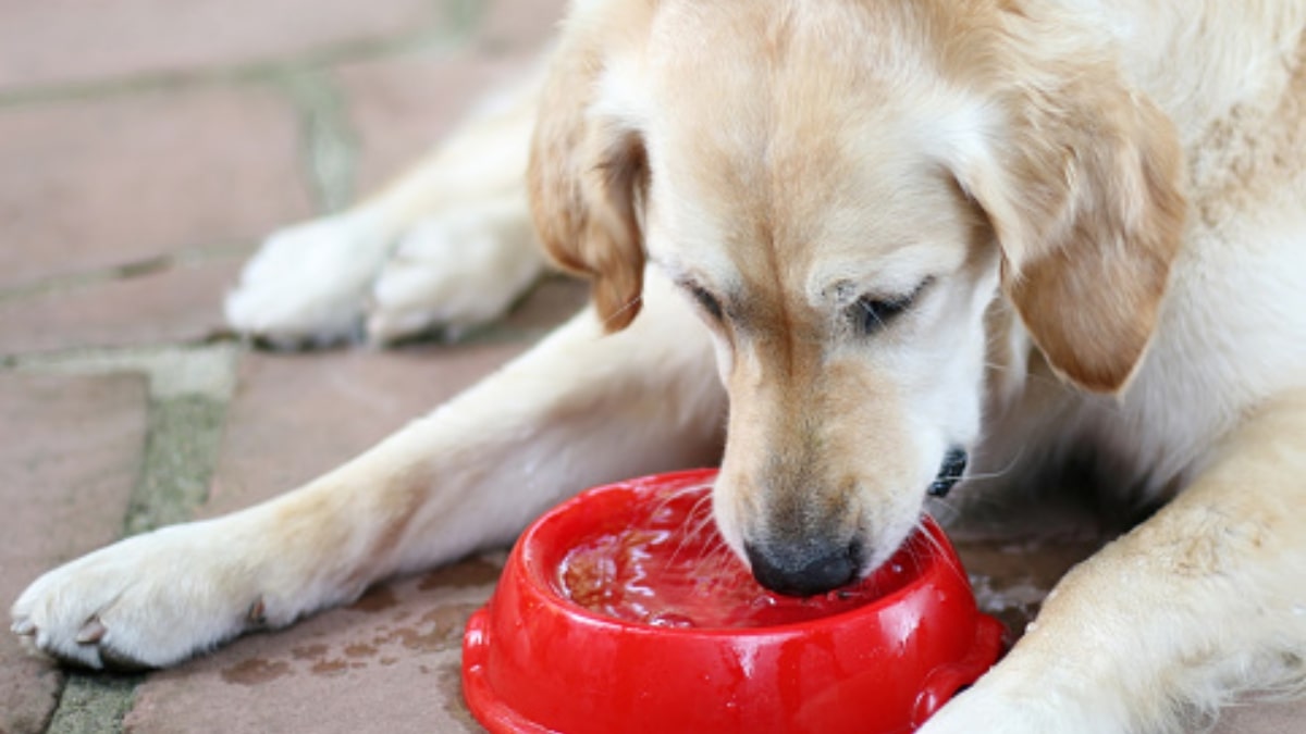 Motivi per il quale il cane beve troppo