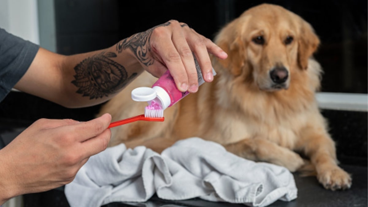 Cosa succede se il cane mangia il dentifricio