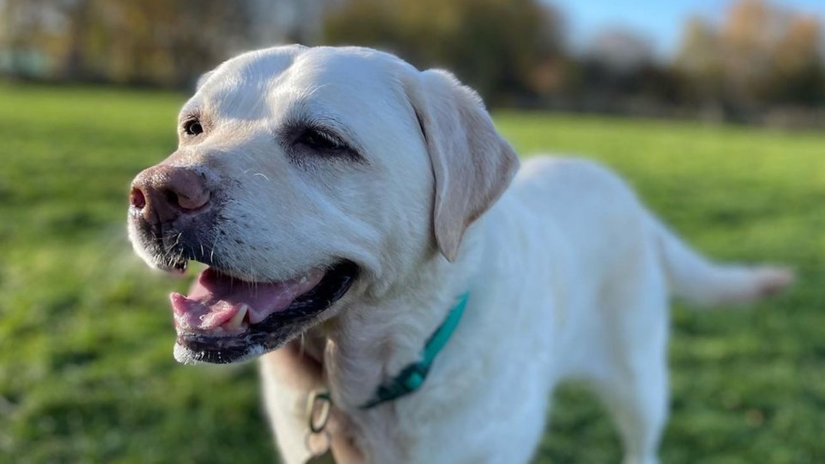 La cagnolina Kikka guida per il suo amico umano