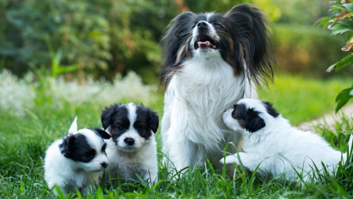 Mamma con i cuccioli