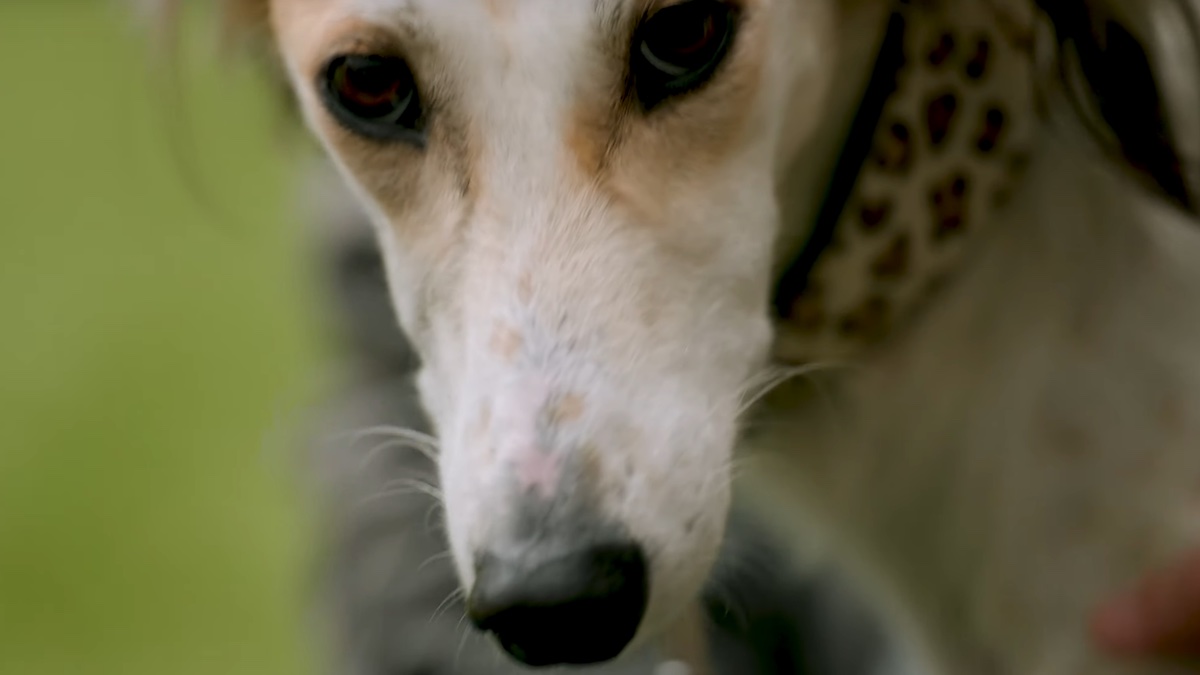 Il cagnolone Meena abbandonato