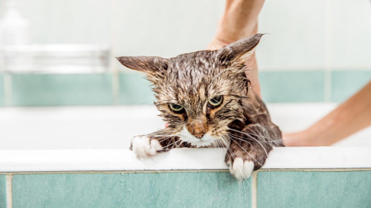 Perché il gatto teme l'acqua