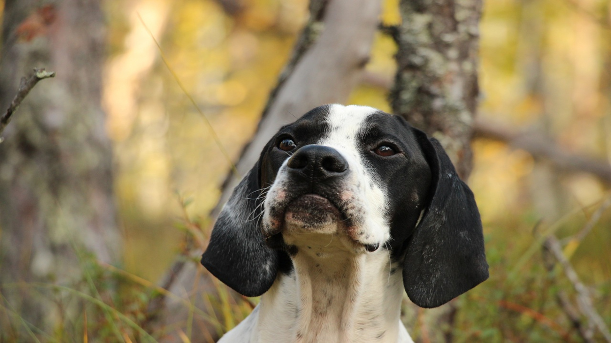 Cane inglese da ferma