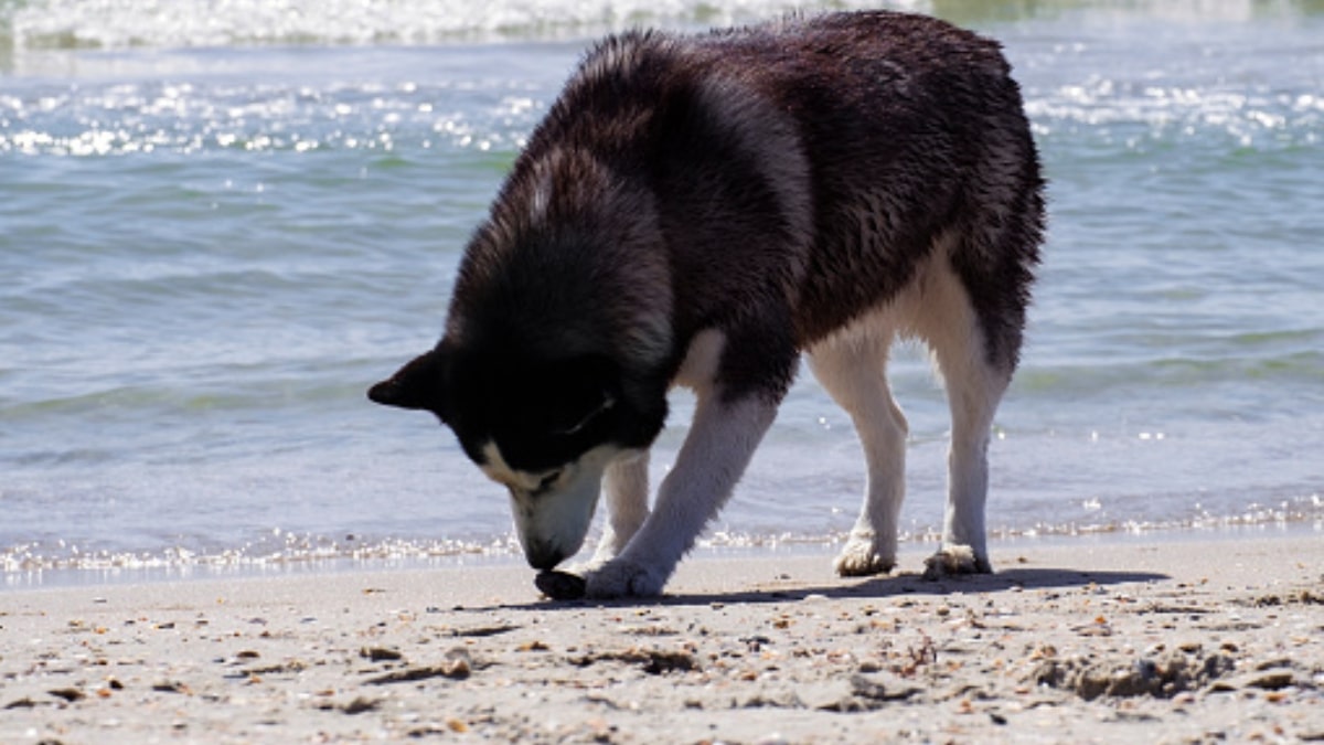 Posso dare le cozze al cane?