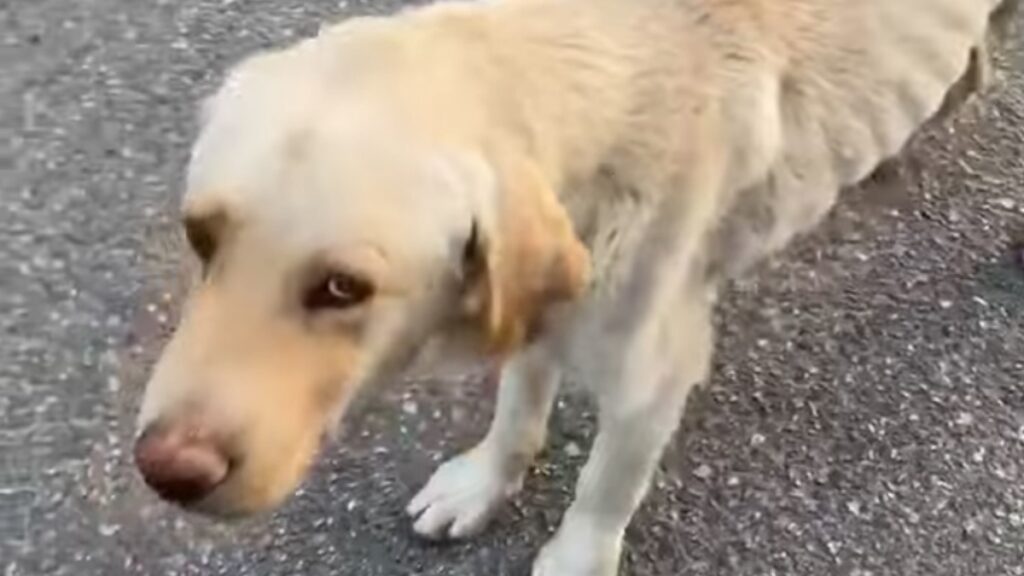 Il cagnolone Ramon