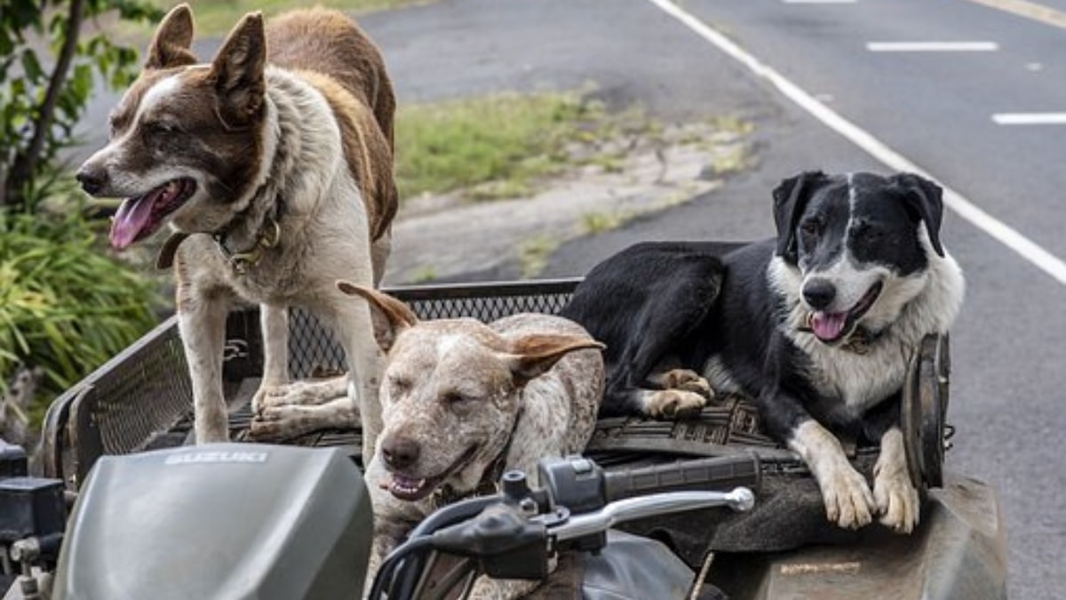 Solidarietà tra cani