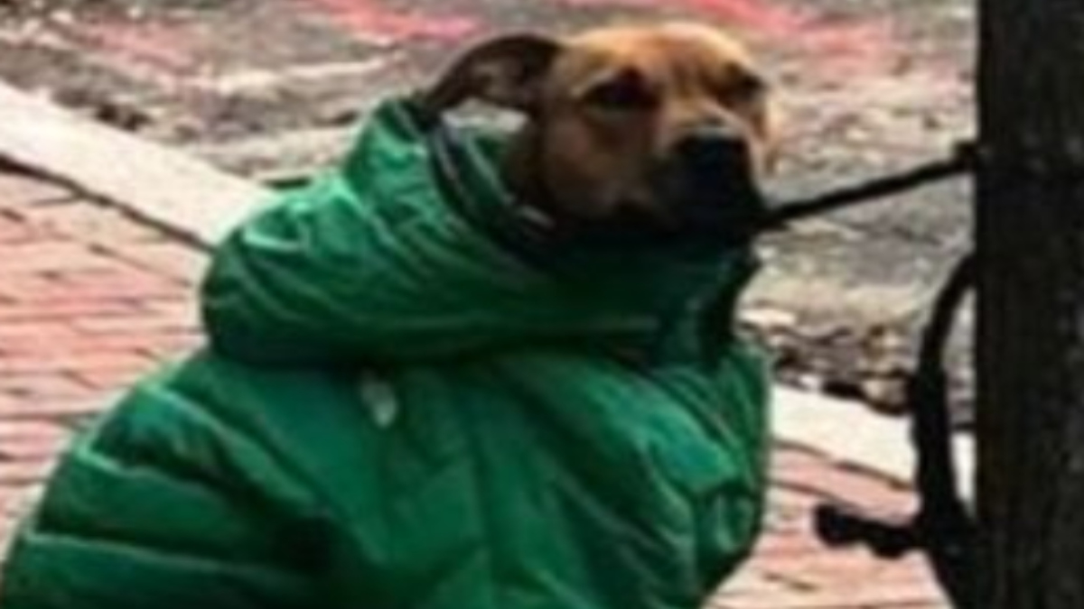 Una ragazza cede al cane la sua giacca