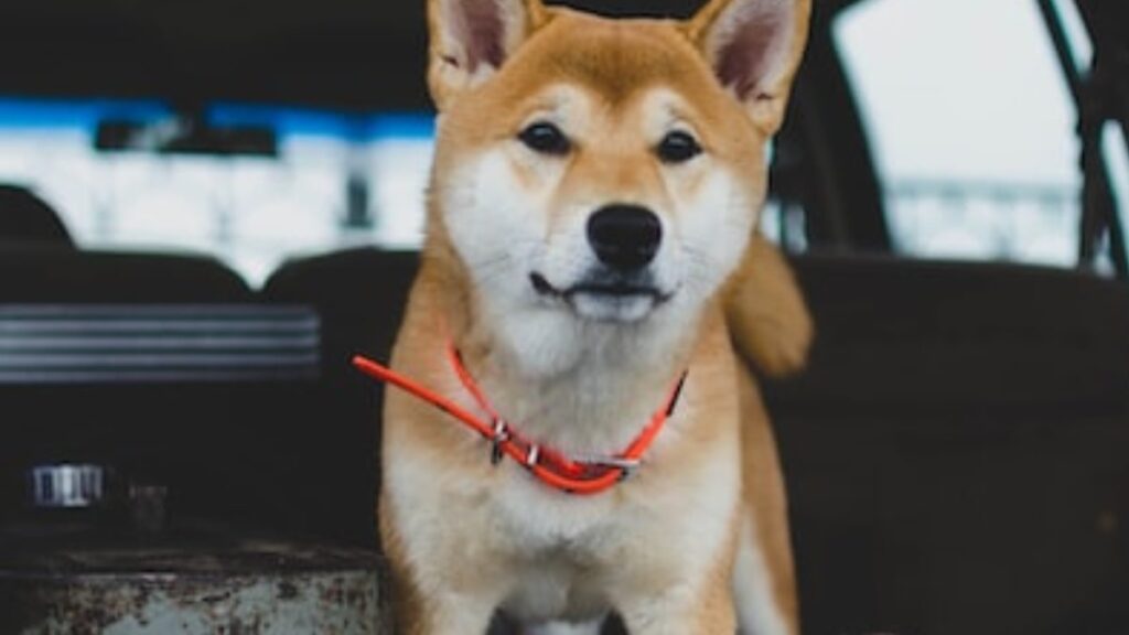 Akita Inu e le sue caratteristiche