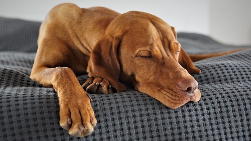 L'alimentazione corretta dei cani con diabete