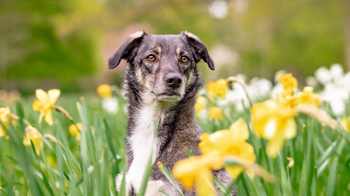 L'alimentazione dei cani