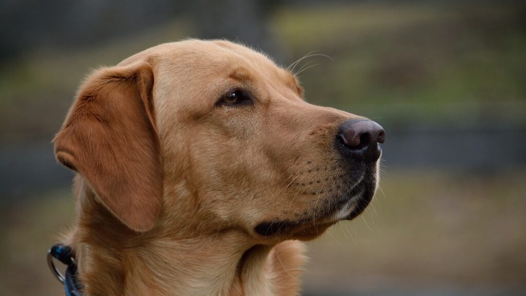 L'allergia al pelo del cane