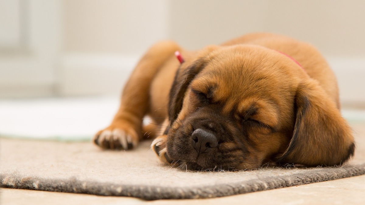 Come capire i sintomi dell'allergia al pelo del cane