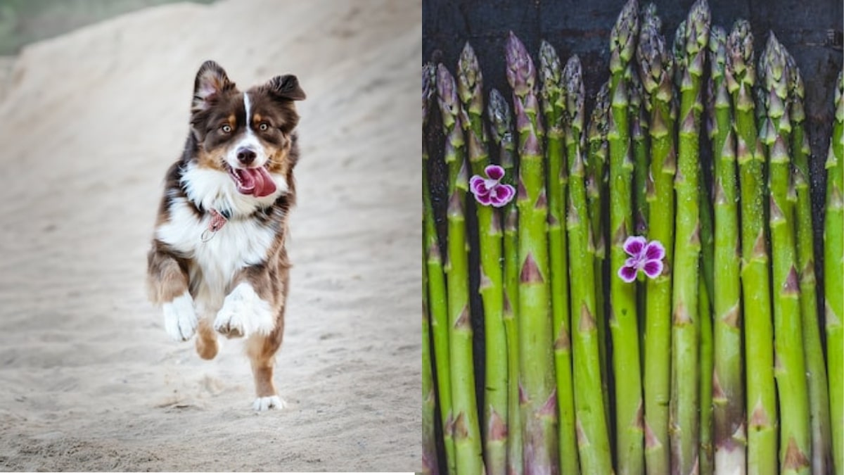 I cani e gli asparagi