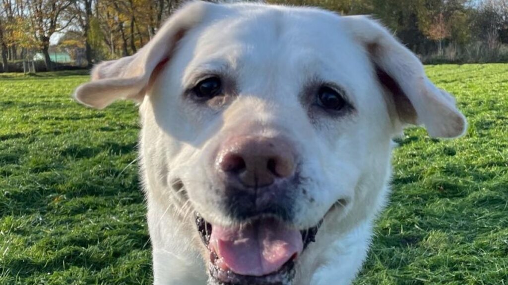 Kikka diventa un cane guida