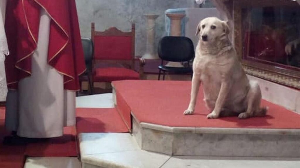 La cagnolina Lady in chiesa