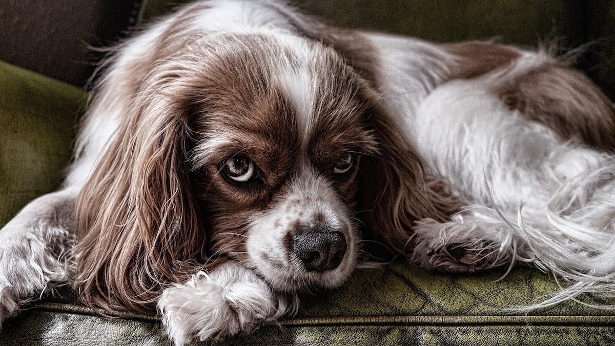 Perché le cagnoline sono più aggressive dopo il parto?