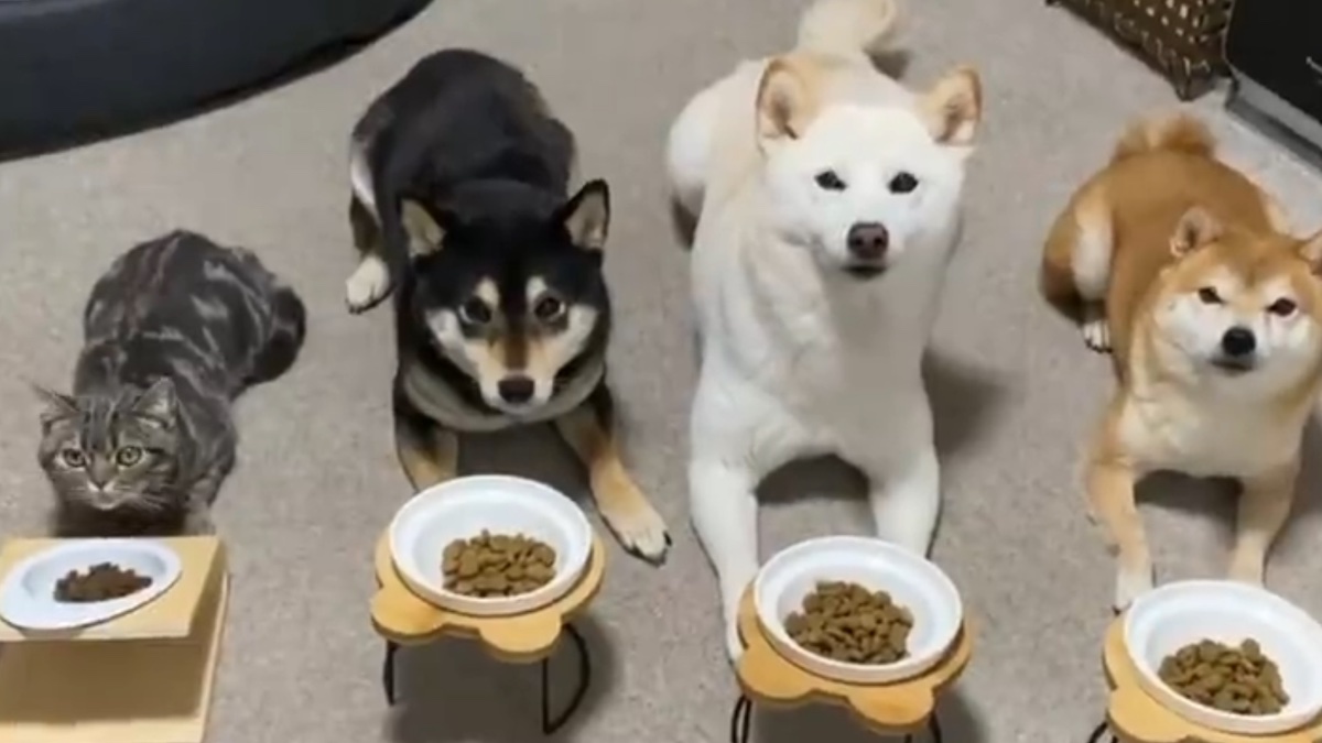 I tre cagnolini e il gattino