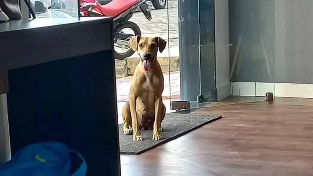 Il cagnolino entra in palestra