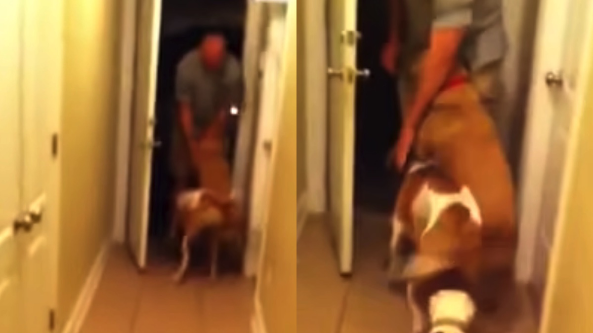 Il cagnolone saluta il papà umano