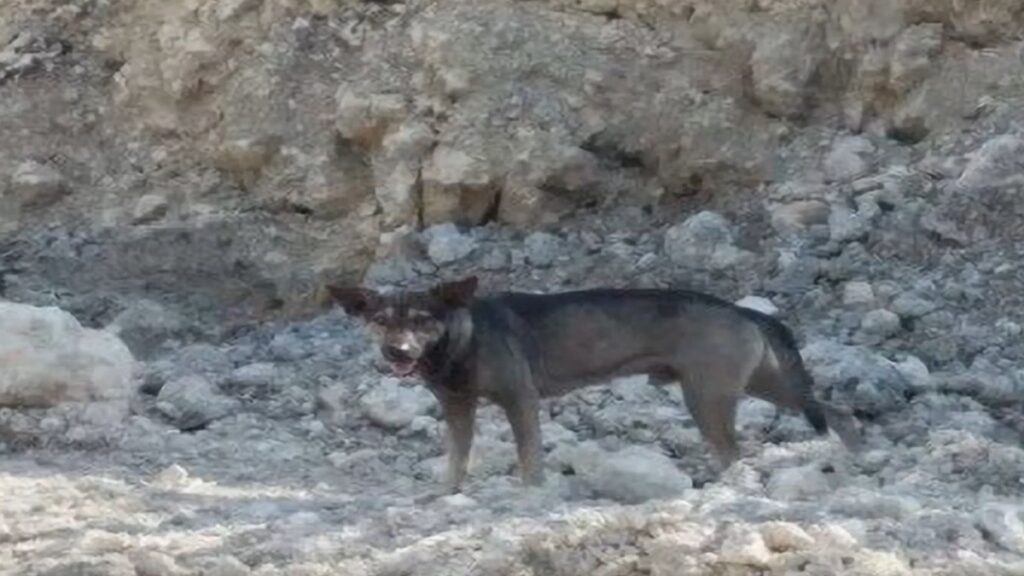 Il cane Blacky attira l'attenzione di un motociclista