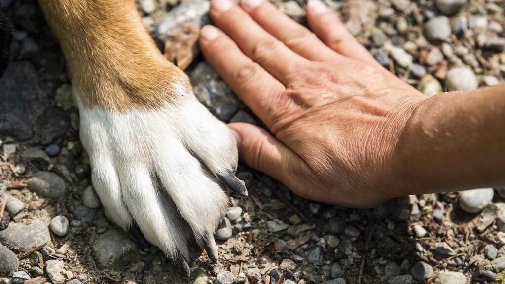 Il cane Bolt e la sua storia