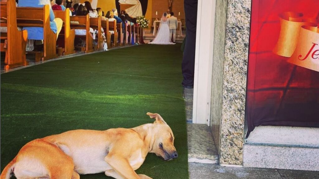 Il cane Braia in chiesa durante il matrimonio